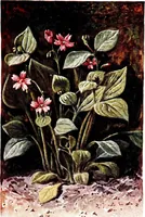Picture 30 of 51 from That rock-garden of ours (1909), leaf 235