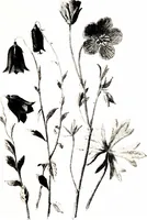 Picture 31 of 51 from That rock-garden of ours (1909), leaf 243