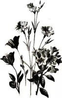 An illustration from That rock-garden of ours (1909)