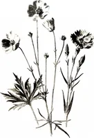 Picture 33 of 51 from That rock-garden of ours (1909), leaf 259