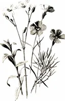 Picture 34 of 51 from That rock-garden of ours (1909), leaf 267