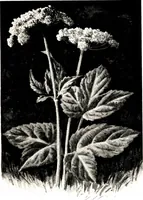 An illustration from That rock-garden of ours (1909)