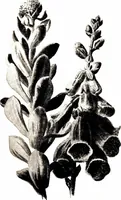 Picture 36 of 51 from That rock-garden of ours (1909), leaf 283