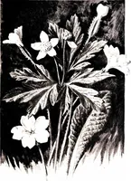 Picture 3 of 51 from That rock-garden of ours (1909), leaf 29