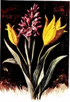 Picture 37 of 51 from That rock-garden of ours (1909), leaf 291