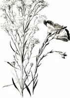 Picture 38 of 51 from That rock-garden of ours (1909), leaf 299