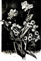 Picture 39 of 51 from That rock-garden of ours (1909), leaf 307