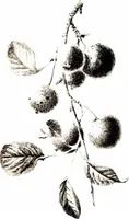 Picture 40 of 51 from That rock-garden of ours (1909), leaf 315