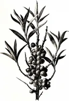 Picture 41 of 51 from That rock-garden of ours (1909), leaf 323