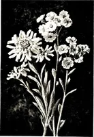 An illustration from That rock-garden of ours (1909)