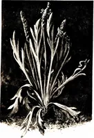 Picture 43 of 51 from That rock-garden of ours (1909), leaf 339