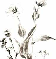 Picture 44 of 51 from That rock-garden of ours (1909), leaf 347