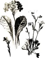 Picture 45 of 51 from That rock-garden of ours (1909), leaf 355