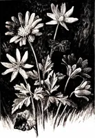 Picture 4 of 51 from That rock-garden of ours (1909), leaf 37