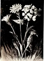 An illustration from That rock-garden of ours (1909)