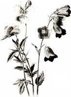 Picture 49 of 51 from That rock-garden of ours (1909), leaf 387