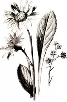 Picture 50 of 51 from That rock-garden of ours (1909), leaf 395