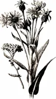 Picture 51 of 51 from That rock-garden of ours (1909), leaf 403