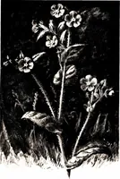 Picture 6 of 51 from That rock-garden of ours (1909), leaf 53