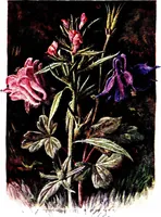 Picture 7 of 51 from That rock-garden of ours (1909), leaf 61