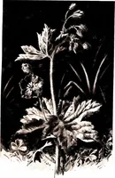 Picture 8 of 51 from That rock-garden of ours (1909), leaf 69