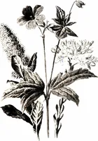 Picture 9 of 51 from That rock-garden of ours (1909), leaf 77