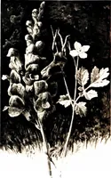 Picture 11 of 51 from That rock-garden of ours (1909), leaf 94