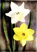 Picture 9 of 38 from My garden in spring (1914), leaf 103