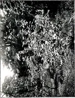 An illustration from My garden in spring (1914)