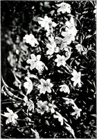 An illustration from My garden in spring (1914)