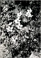 An illustration from My garden in spring (1914)