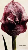 An illustration from My garden in spring (1914)