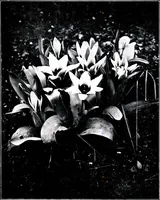 An illustration from My garden in spring (1914)