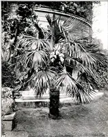 An illustration from My garden in spring (1914)