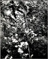 An illustration from My garden in spring (1914)