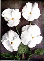 An illustration from My garden in spring (1914)