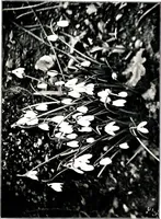 An illustration from My garden in spring (1914)