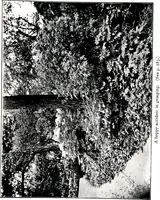 An illustration from My garden in spring (1914)