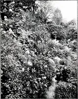 An illustration from My garden in spring (1914)