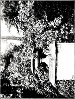 An illustration from My garden in spring (1914)