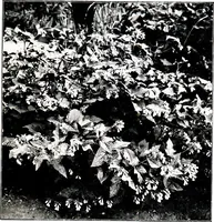 Picture 38 of 38 from My garden in spring (1914), leaf 389