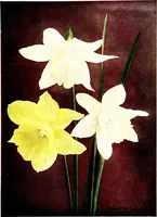 An illustration from My garden in spring (1914)