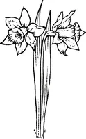 An illustration from My garden in spring (1914)