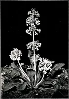 An illustration from My garden in spring (1914)