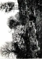 An illustration from My garden in spring (1914)