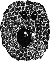 An illustration from Elements of chemical physics (1860)