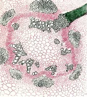 Picture 43 of 151 from Methods in microscopial research; vegetable histology (1905), leaf 100