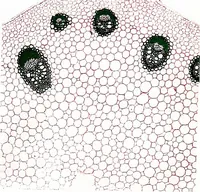 Picture 44 of 151 from Methods in microscopial research; vegetable histology (1905), leaf 100
