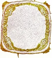 An illustration from Methods in microscopial research; vegetable histology (1905)