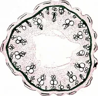 An illustration from Methods in microscopial research; vegetable histology (1905)
